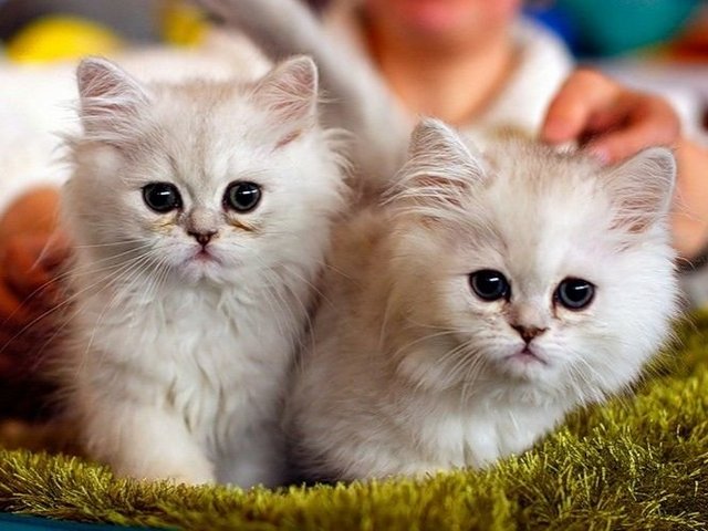 Породы кошек в Рославле | ЗооТом портал о животных