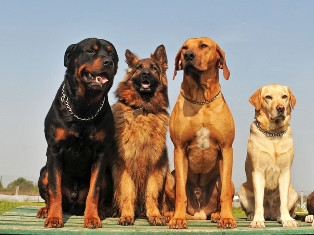 Крупные породы собак в Рославле | ЗооТом портал о животных